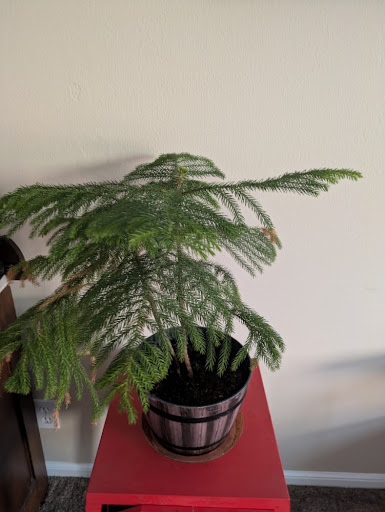 Norfolk Island Pine
