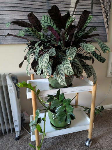 Prayer Plant and ZZ Plant