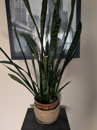 Snake Plant